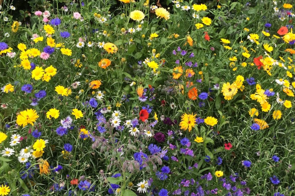 Annual Wildflowers
