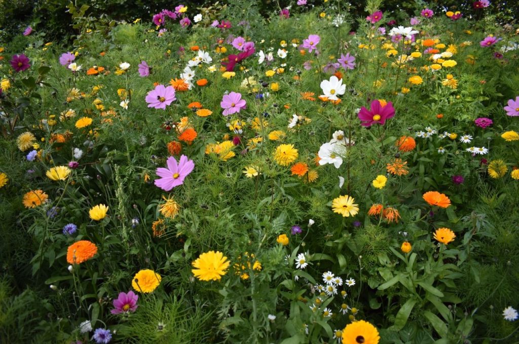 Annual Wildflowers