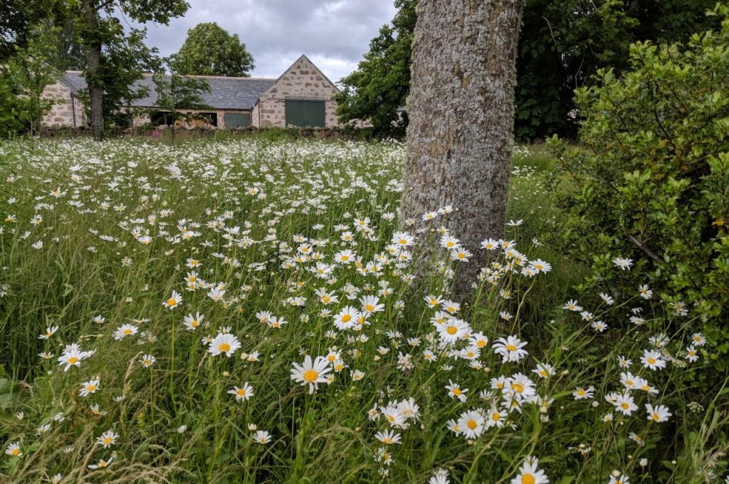 Perennial wildflowers